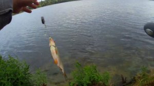 ОСЕННЯЯ ЛОВЛЯ КАРАСЯ.