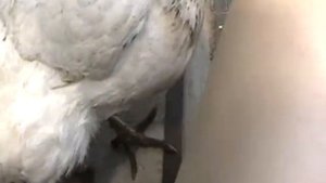 Как сделать поводок для кур