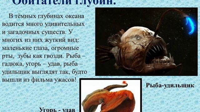 Обитатели моря