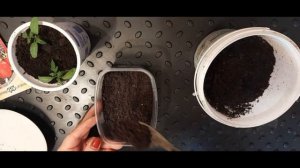 Как вырастить крепкую рассаду томатов без подсветки. Это вполне возможно!