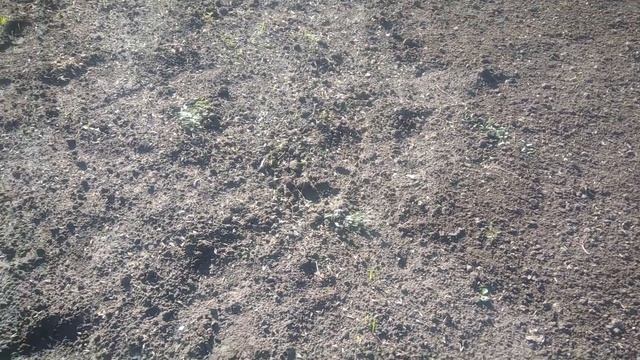 Горчица белая как сидерат.Посадка горчицы осенью смотреть онлайн