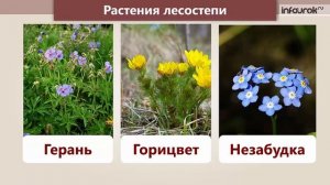 Лесостепь | Окружающий мир 3 класс #21 | Инфоурок