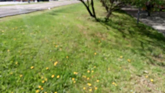 20.05.2022 Петя-одуванчик Селекционное достижение смотреть онлайн