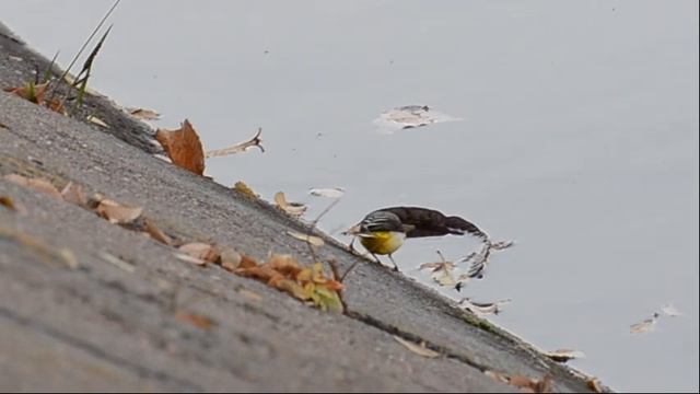 Желтая трясогузка. Western Yellow Wagtail