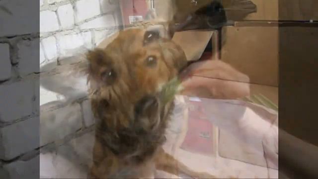 ДАРА... Ищем любящее сердце и добрые руки!.wmv смотреть онлайн