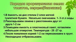 Как прорастить семена и посеять в грунт. ШПАРГАЛКА №3