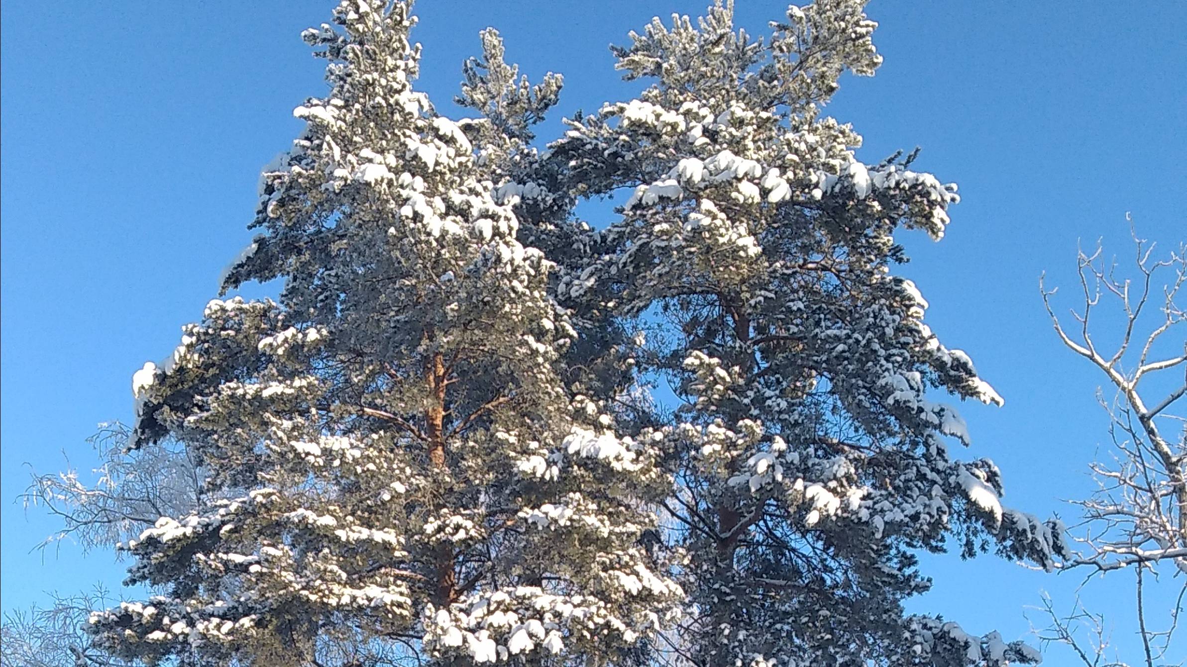 Кот на отдыхе смотреть онлайн