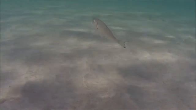 Orata Sparus aurata Sparidae Intotheblue.it смотреть онлайн