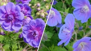 ЦВЕТНИК-КЛУМБА из 4 МНОГОЛЕТНИКОВ для сада