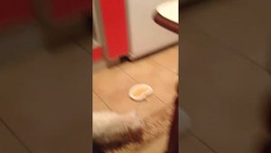 как накормить больного кота