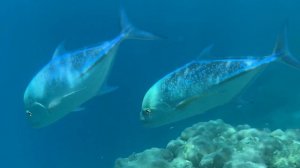 Maldives Adaaran Club Rannalhi Resort