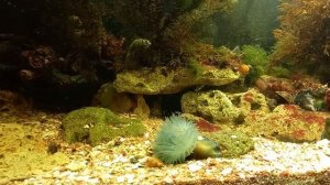 Кормление актинии