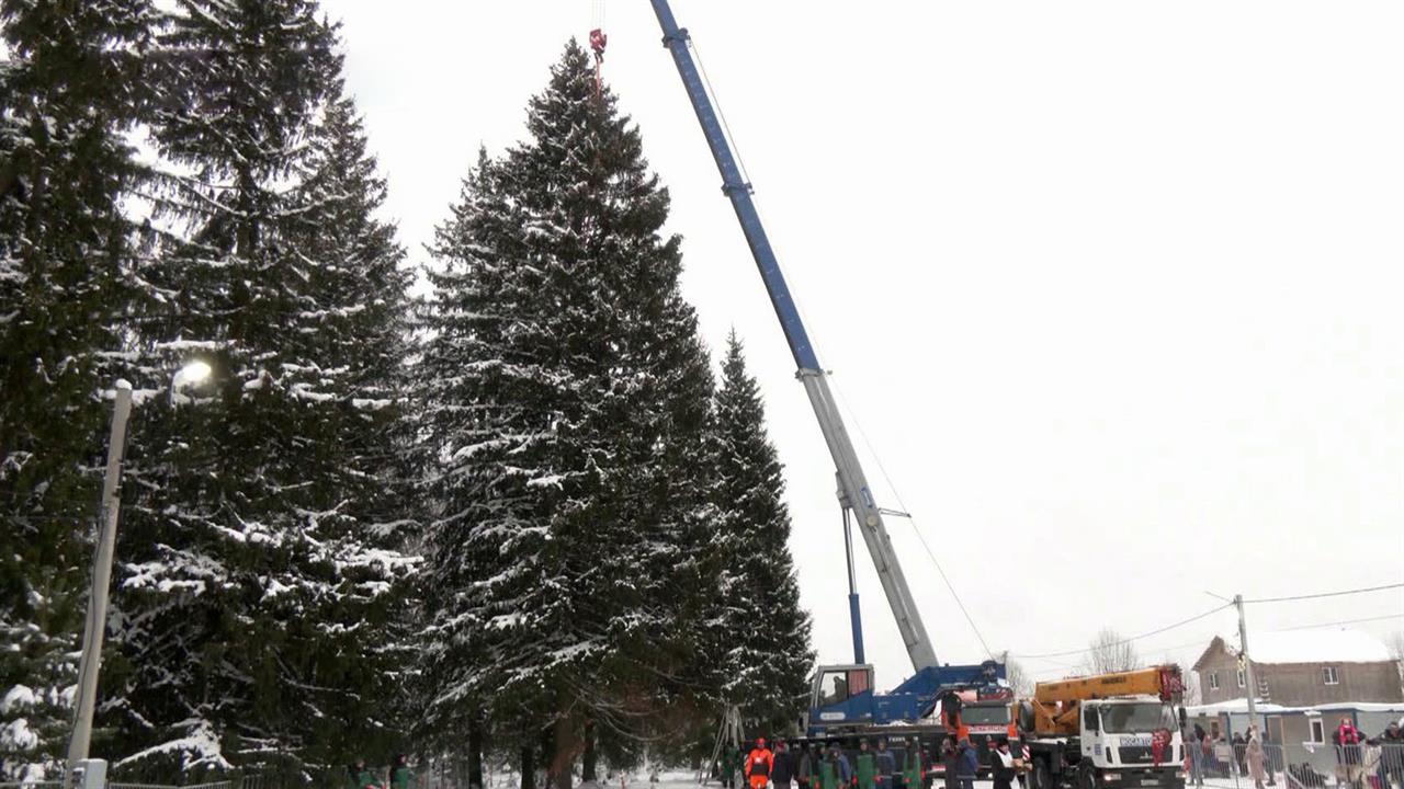 В Московской области сегодня спилили главную новогоднюю елку России