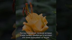 Лилия Эприкот Фадж