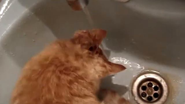 Голову надо мыть чаще! смотреть онлайн