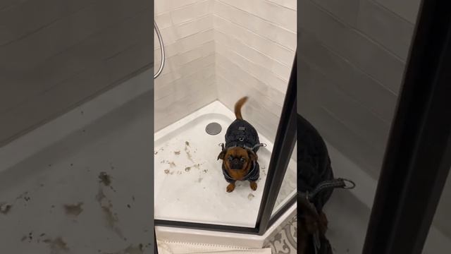 Пти брабансон после прогулки