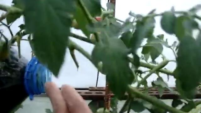 Помидоры на весу в бутылке, экономим место в теплице смотреть онлайн