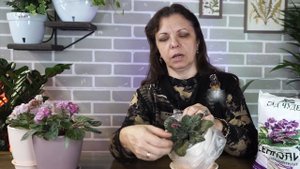 Как ухаживать за Фиалкой в домашних условиях ✿  Проблемы с фиалкой