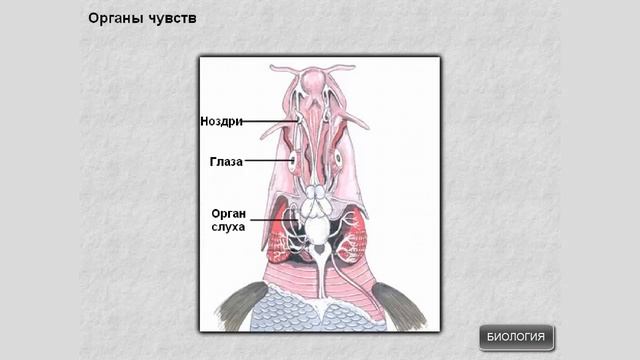 Нервная система и органы чувств смотреть онлайн