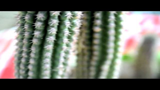 Nikon D3100 and Canon T3i ( Car Radio ) смотреть онлайн