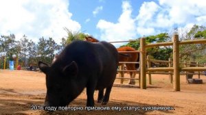 Гигантские панды больше не считаются вымирающим видом