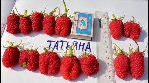 Малина Татьяна. Самый крупный сорт малины.