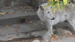 Полярный волк в Московском зоопарке