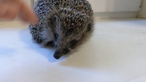 Пытаемся не упустить тараканов и покормить Плюшку)