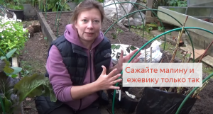 Сделайте ЭТО с малиной и ежевикой _ Сажайте только так