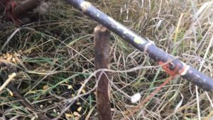 Проверяю ловушки на фазана/фазан так и не идет/ что делать