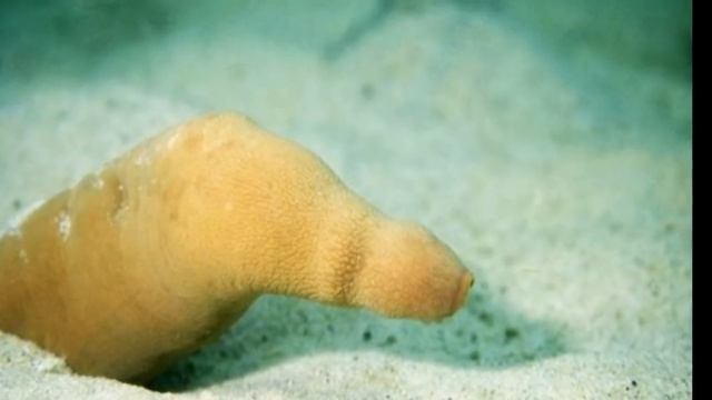 Угадай что это? Их внешний вид навевает не совсем приличные ассоциации/Любопытные факты смотреть онлайн