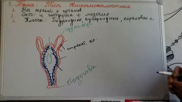 Тип кишечнополостные| Пресноводная гидра.