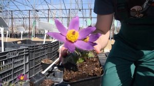 Pulsatilla vulgaris 'Pinwheel Blue Violet Shades' - Liláskék nyugati kökörcsin