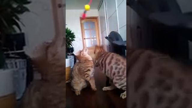 Чаузи ф2 шаузи от камышового кота Хаус chausie