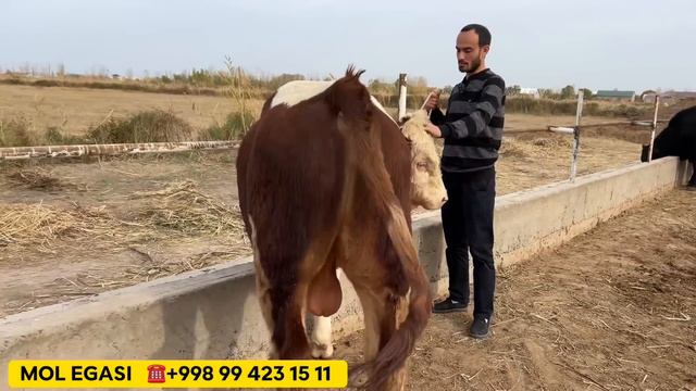 ЯНГИ ПАРТИЯ АНГУС СИММЕНТАЛ МОЛЛАР КЕЛДИ !!! ХОРАЗМ БОЗОР