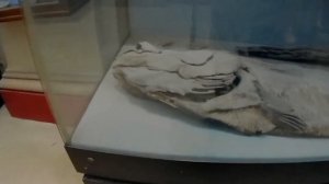 Древний ЕГИПЕТ. Крокодил (любимец фараона) и другие.Обзор Каирского музея. Интересные экспонаты.