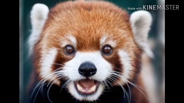 Топ 10 самых милых животных!???? смотреть онлайн