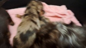 малипусечки с мамой!