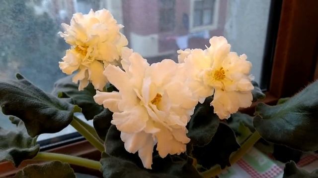 Fialka 2021 Ev смотреть онлайн