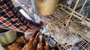 Кормление цыплят и индюшат костным фаршем