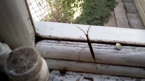 Водяной скорпион ранатра