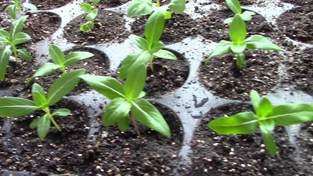 Выращивание катарантуса из семян mp4 смотреть онлайн