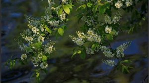 Максим Трифонов - УЧАН ТУНДО (перевод  на эрзянский Риммы Жегалиной)