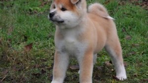 Акита Ину щенки из питомника GO YOU DJENIMA