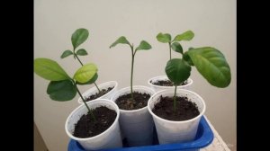 Как в домашних условиях вырастить лайм из косточки или черенка