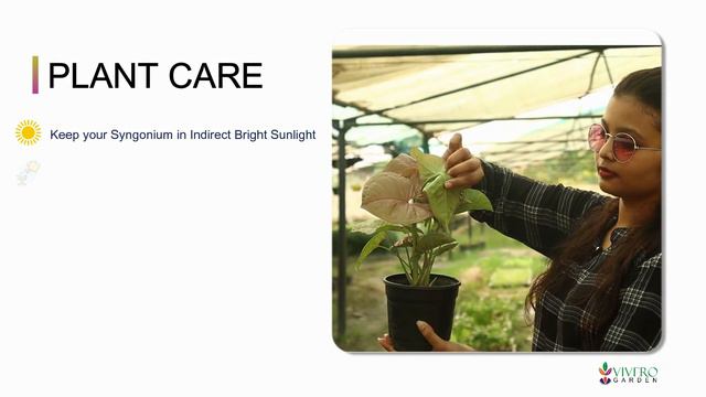 Syngonium Red Plant Care | Arrowhead Plant | Vivero Gareden смотреть онлайн