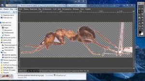 Gimp удаляем фон
