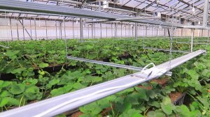 В Костромской области клубника круглый год