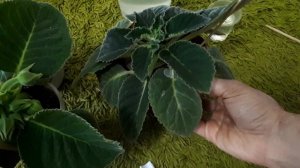 Глоксиния забутонилась после подкормки. Чем удобряю и как поливаю глоксинии