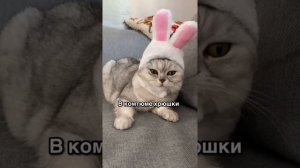 Смешные коты - Майя ? #смешныекоты #кошка #кот